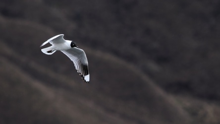 Andean Gull, Volcán Antisana