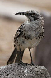 Española Mockingbird, Isla Española