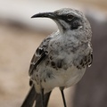 Española Mockingbird, Isla Española