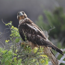 Galápagos Hawk, Isla Española