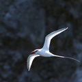 Red-billed Tropcbird, Isla San Cristobal