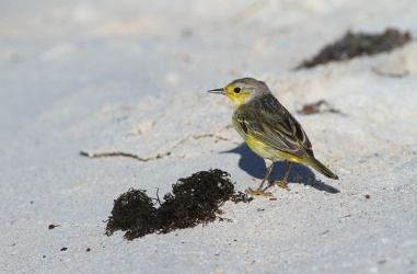 Yellow Warbler, Las Bachas, Santa Cruz