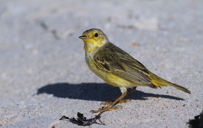 Yellow Warbler, Las Bachas, Santa Cruz