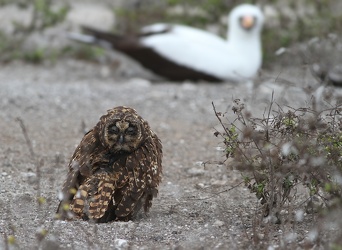 Short-eared Owl & Nazca Booby, Isla Genovesa