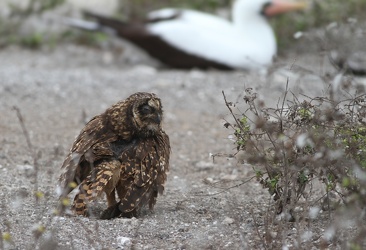 Short-eared Owl & Nazca Booby, Isla Genovesa