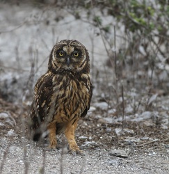 Short-eared Owl, Isla Genovesa