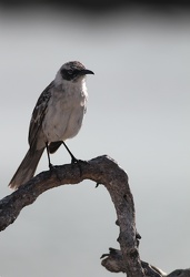 Genovesa Mockingbird, Isla Genovesa