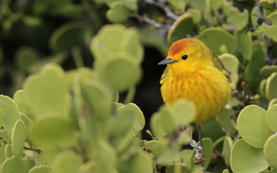 Yellow Warbler, Plaza Sur