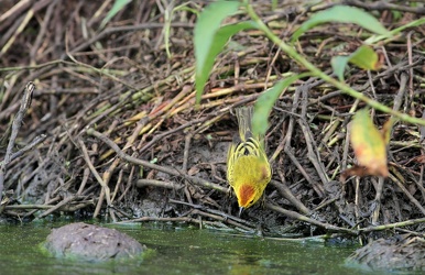 Yellow Warbler, Isla Santa Cruz