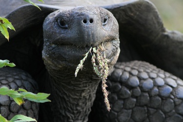 Galápagos Giant Tortoise, Isla Santa Cruz