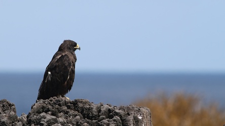 Galápagos Hawk, Isla Española