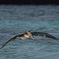 Brown Pelican, Isla Española