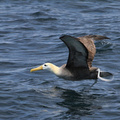 Waved Albatross, San Cristobal waters