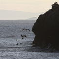 Brown Noddy & Brown Pelican, Seymour Norte