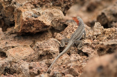 Galápagos Lava Lizard, Isla Santiago