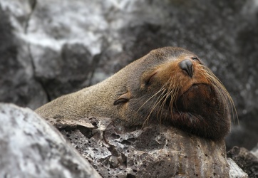 Galápagos Fur Seal, Isla Genovesa