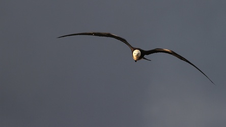 Great Frigatebird, Isla Genovesa
