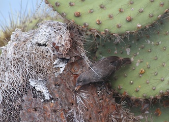 Common Cactus-Finch, Plaza Sur