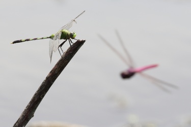 Dragonflies - Erythemis vesiculosa and Orthemis sp