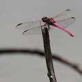 Dragonfly - Orthemis ferruginea