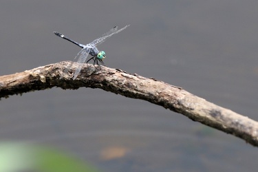 Dragonfly - Micrathyria aequalis