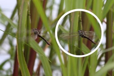 Dragonfly - sp?