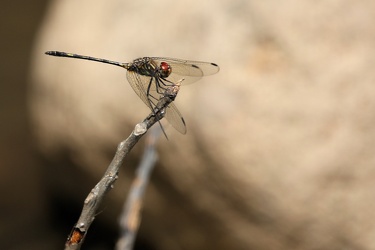 Dragonfly - Dythemis sterilis