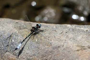 Dragonfly - Macrothemis pseudimitans