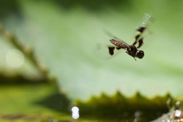 Dragonfly - Perithemis mooma
