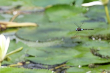 Dragonfly - Rhionaeshna jalapensis