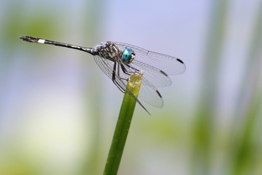 Dragonfly - Micrathyria ocellata