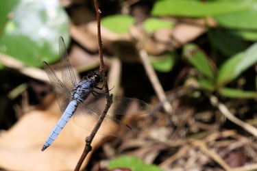 Dragonfly - Libellula foliata