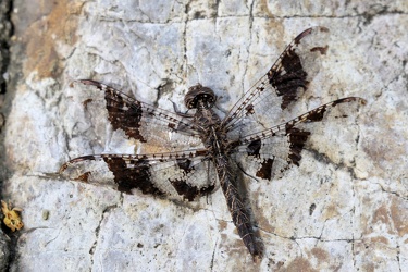 Dragonfly - Pseudoleon superbus