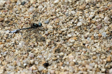 Dragonfly - Macrothemis pseudimitans