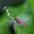 Dragonfly - Orthemis discolor