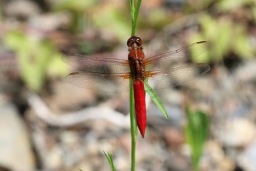 Dragonfly - Libellula croceipennis