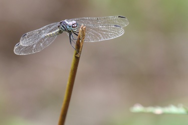 Dragonfly - Cannaphila vibex