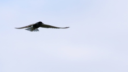 Sortterne / Black Tern