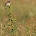 Bynkefugl / Whinchat