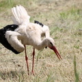 Hvid Stork / White Stork