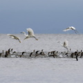 Neotropic Cormorant & Snowy Egret