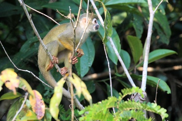 Common Squirrel Monkey (Saimiri macrodon)