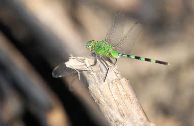 Dragonfly - Erythemis vesiculosa