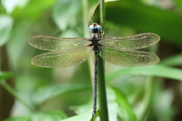 Dragonfly - Gynacantha gracilis