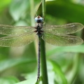 Dragonfly - Gynacantha gracilis
