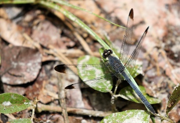 Dragonfly - Uracis imbuta