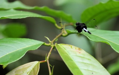 Dragonfly - Erythrodiplax unimaculata