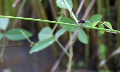 Dragonfly - Erythrodiplax fusca