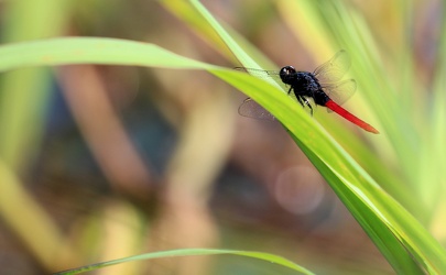Dragonfly - Erythemis peruviana