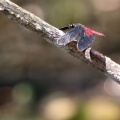 Dragonfly - Diastatops pullata